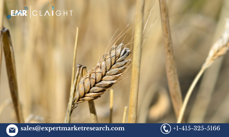 Durum Wheat Price Forecast Report: A Comprehensive Analysis