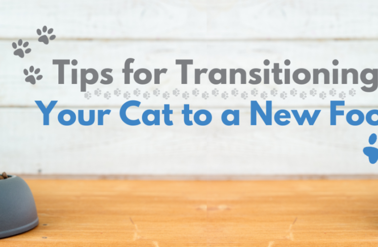 Tips for Transitioning Your Cat to a New Food