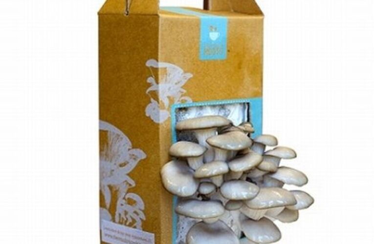 Custom Printed Mushroom Boxes Design